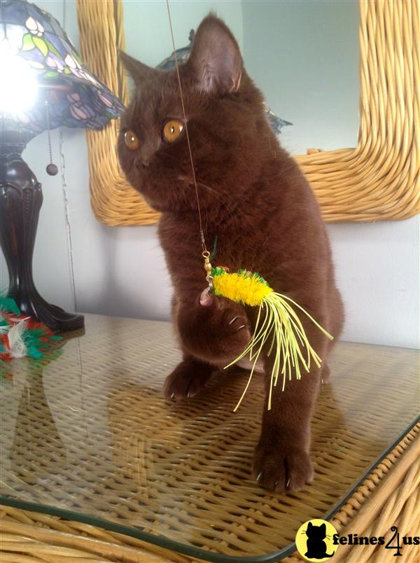 BritishRoyalCats.com Picture 3